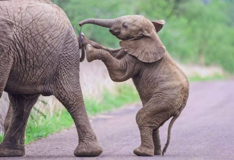 Uma imagem que ilustra dois elefantes.