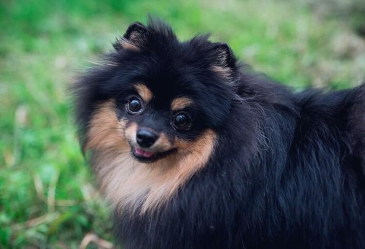 Sonhar com Cachorro: Veja Significados e Como Interpretar