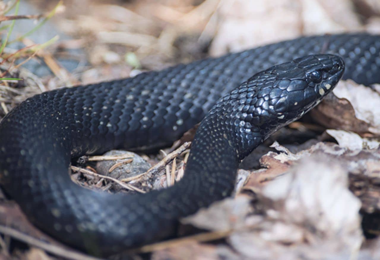 Sonhar com cobra amarela é algo bom ou ruim? Como saber?