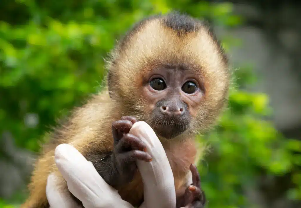 Sonhar com macaco branco: você sabe o que isso significa?