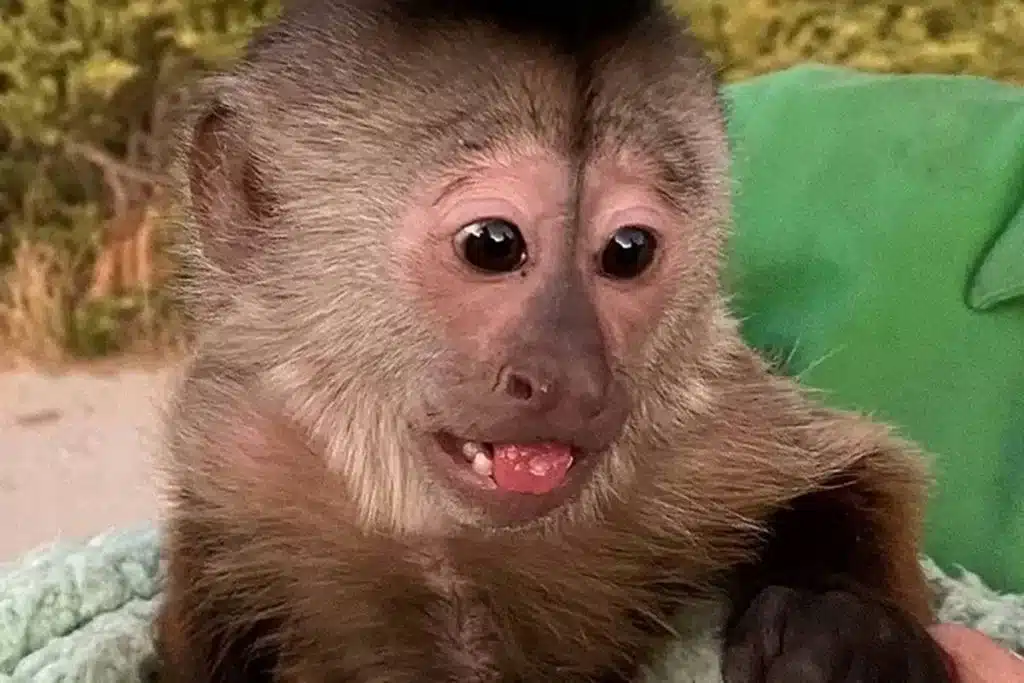 Uma imagem que ilustra sonhar com macacos.