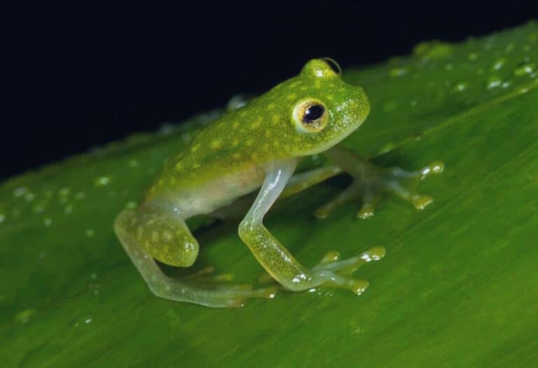 Uma imagem que ilustra o que significa sonhar com sapo verde.