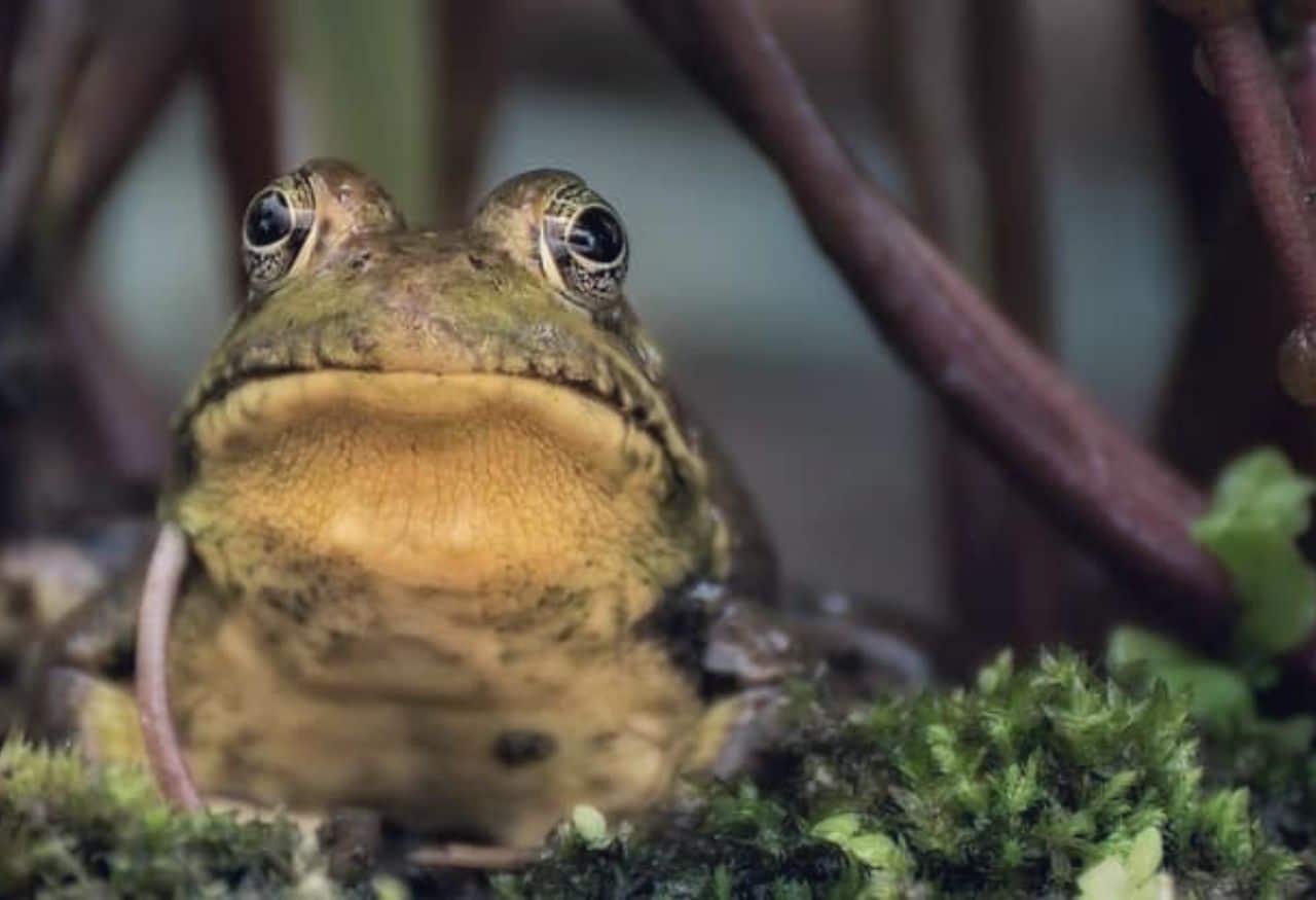 O que significa sonhar com sapo? Significado Evangélico